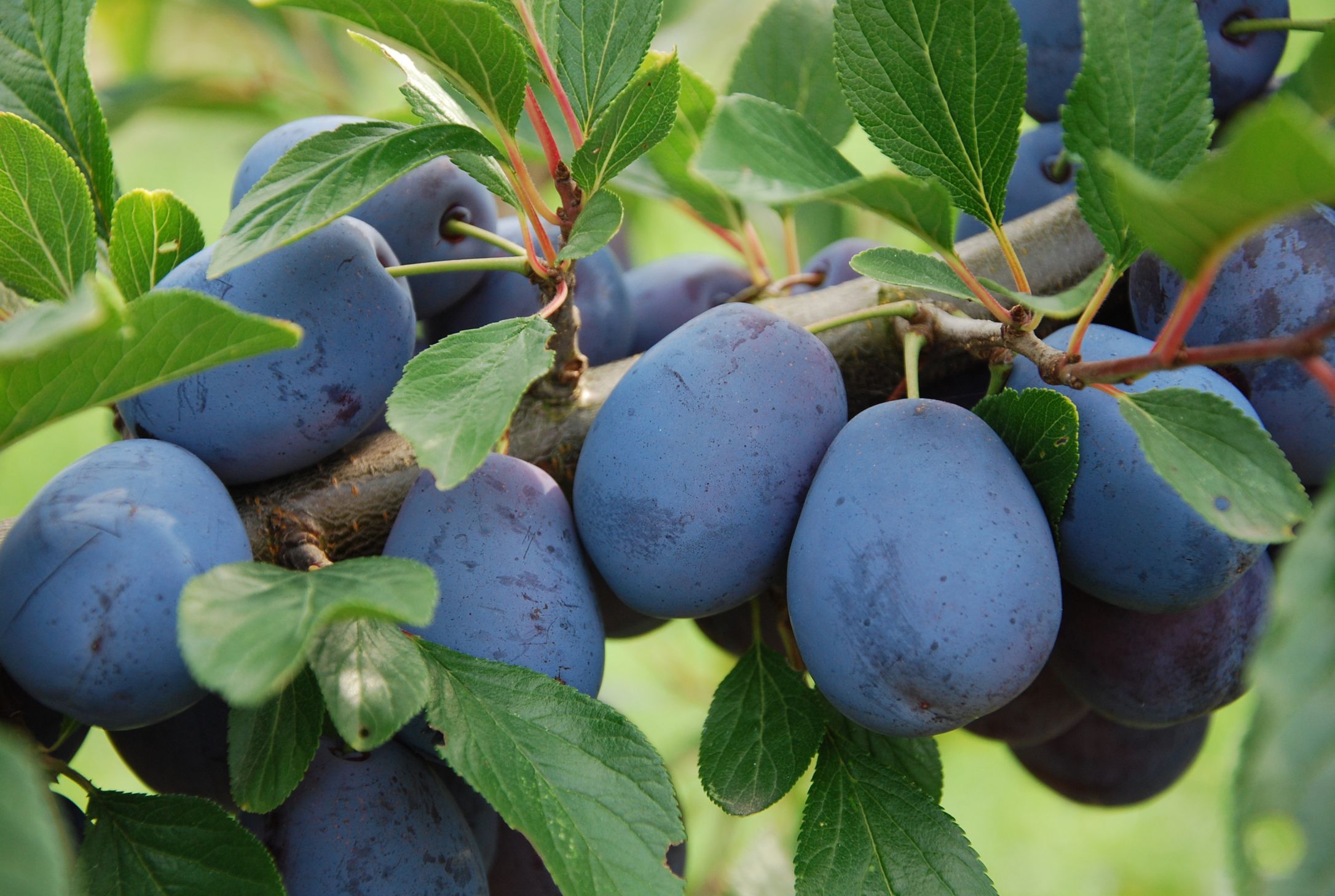 Prunus dom.'Haroma'  -S-               CAC