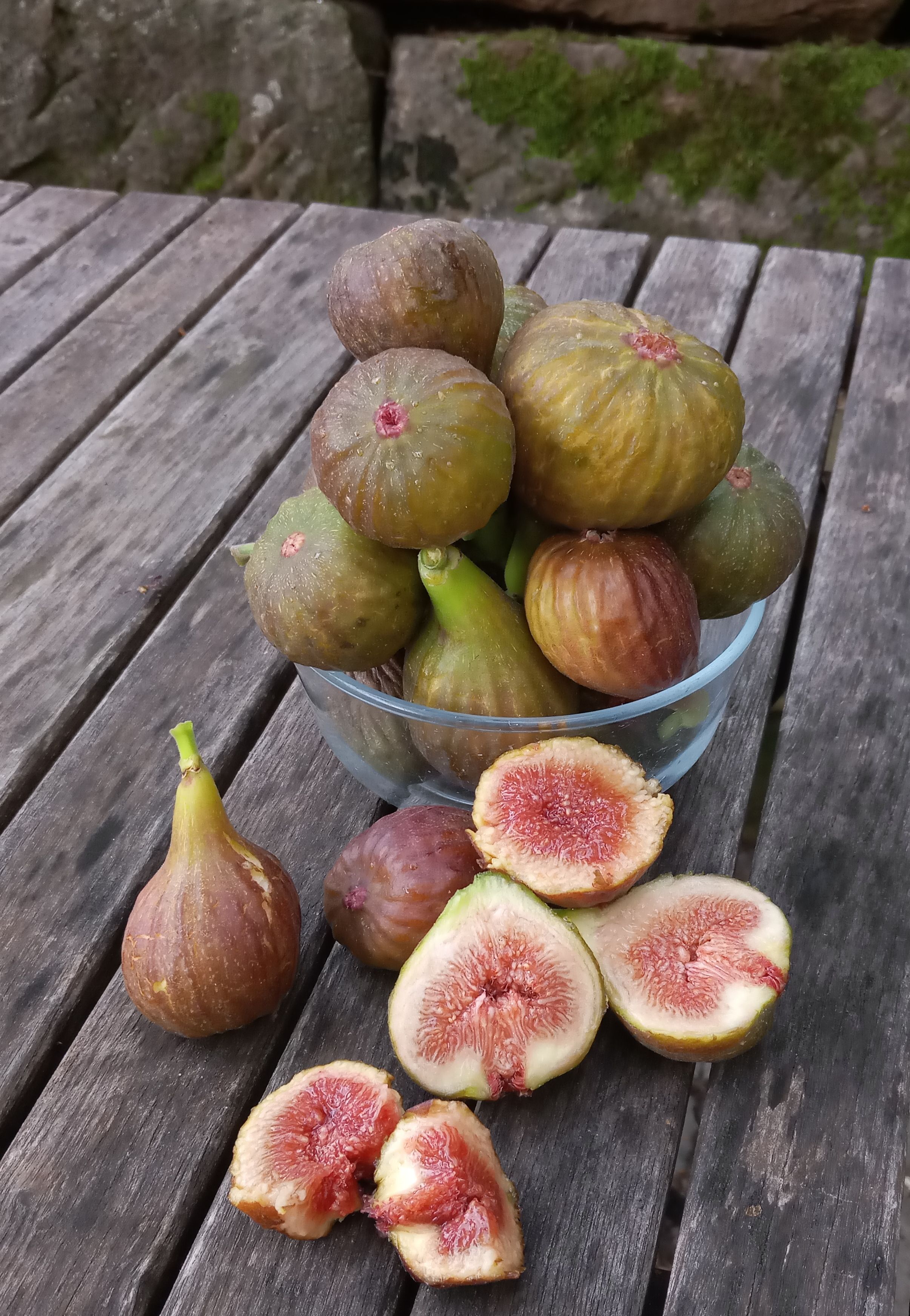Ficus carica 'Brown Turkey'