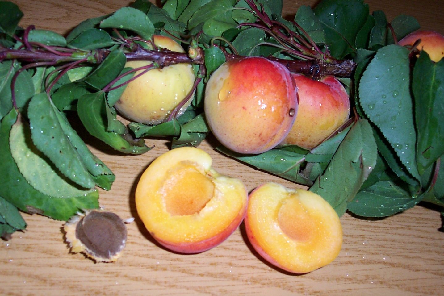 Prunus arm.'Heidesheimer Frühaprikose'  CAC