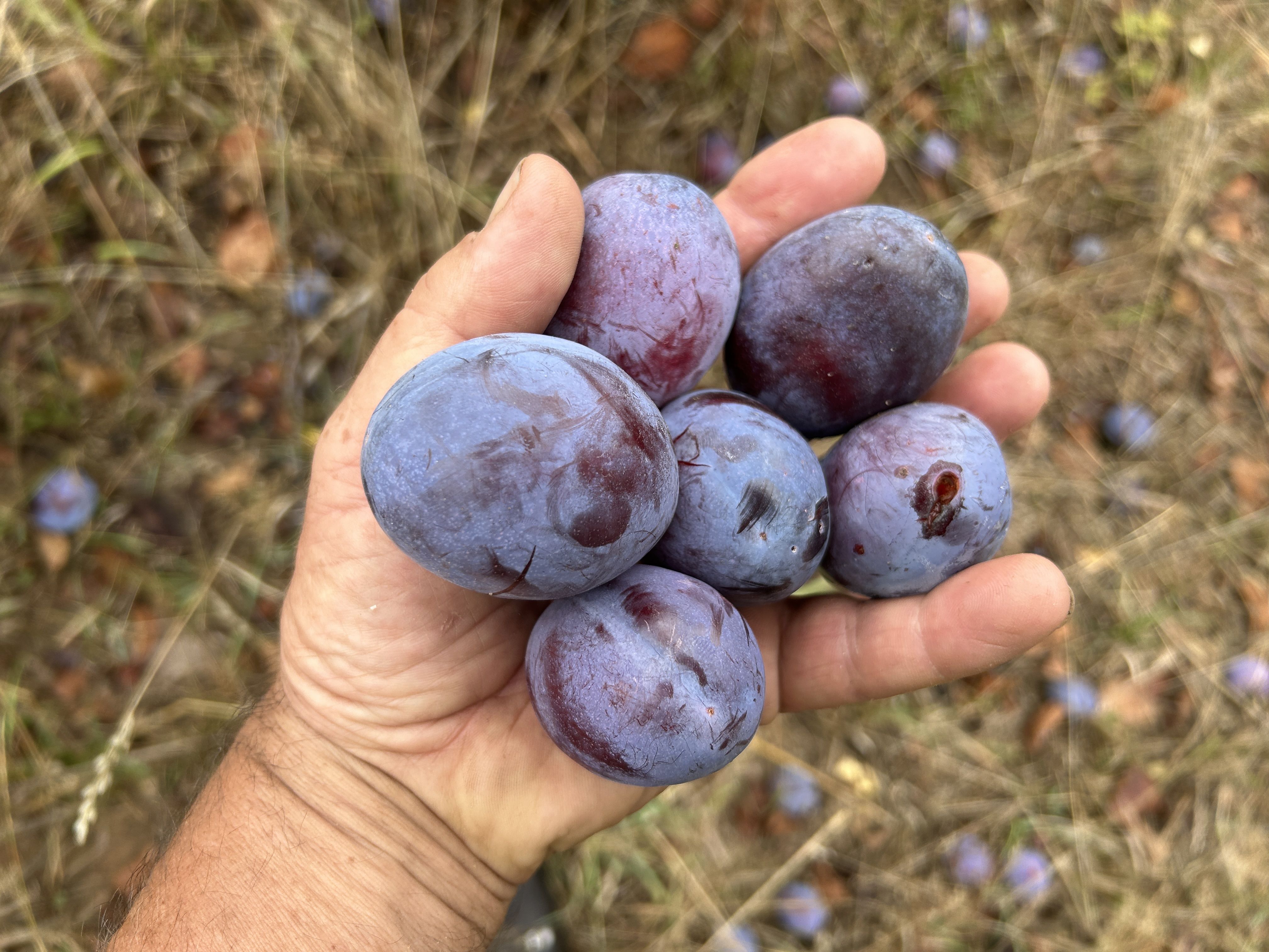 Prunus dom.'President'                 CAC