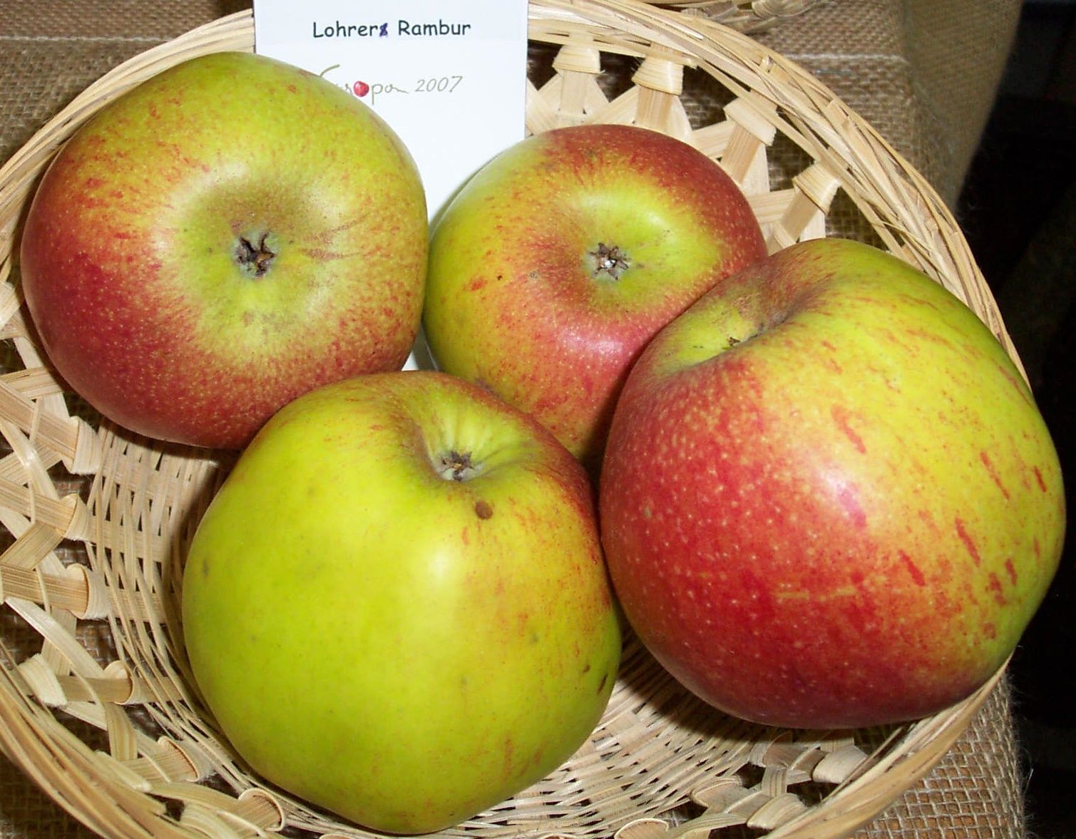 Malus 'Lohrer Rambur' (Syn. Schwaikheimer R.) CAC