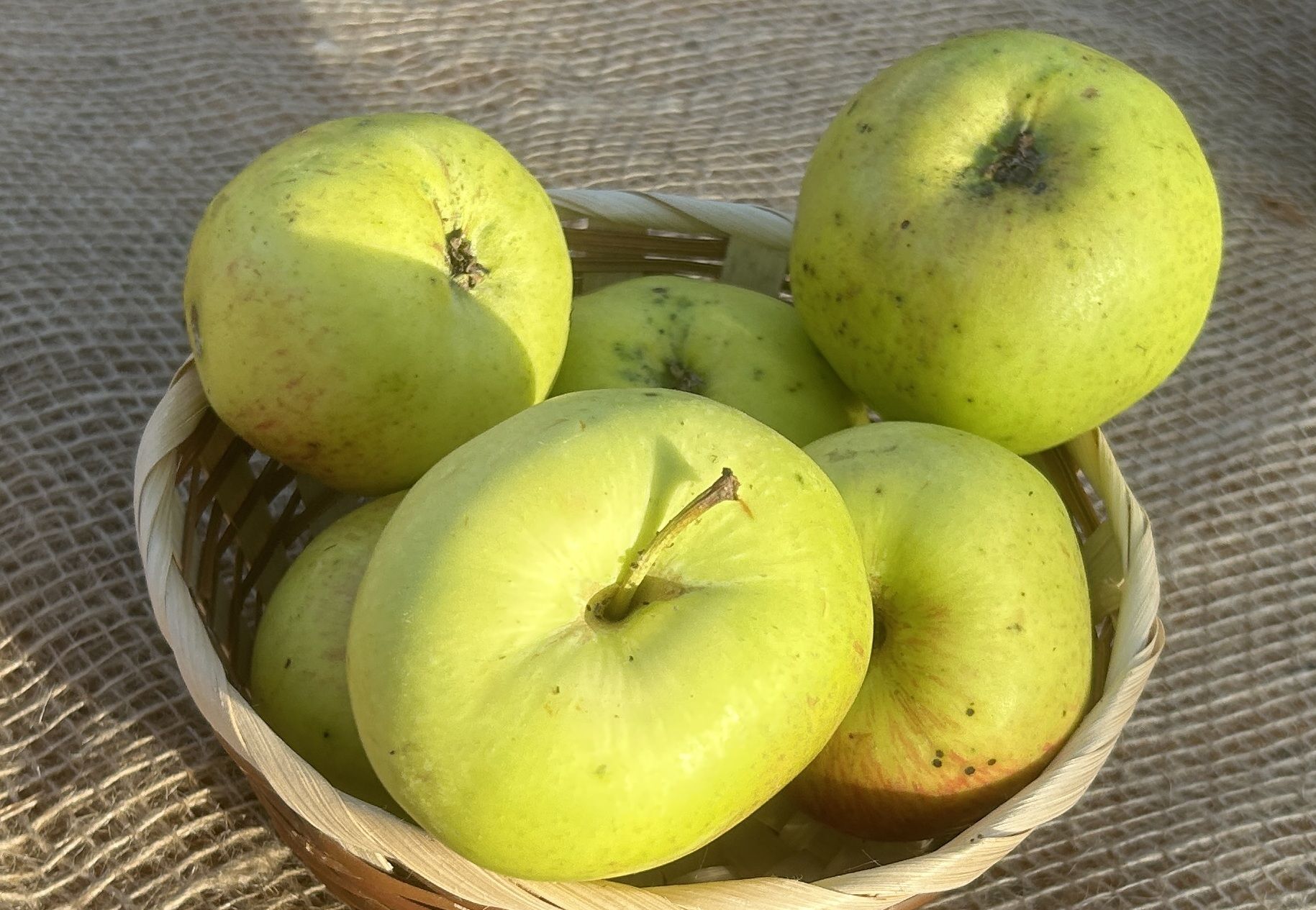 Malus 'Notarisappel'                  CAC