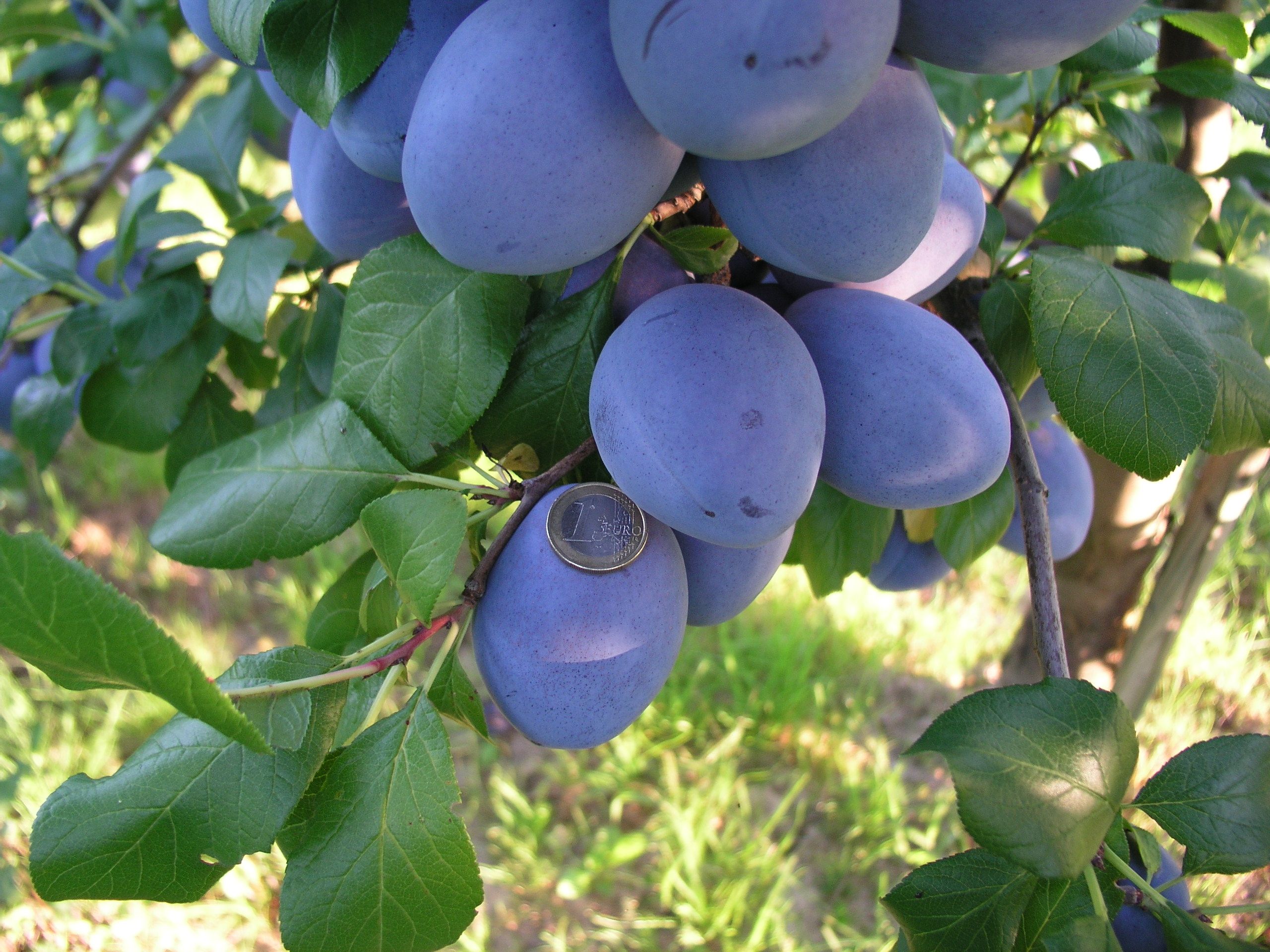 Prunus dom.'Geisenheimer Top'          CAC