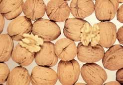 Juglans regia 'Mayette'                CAC