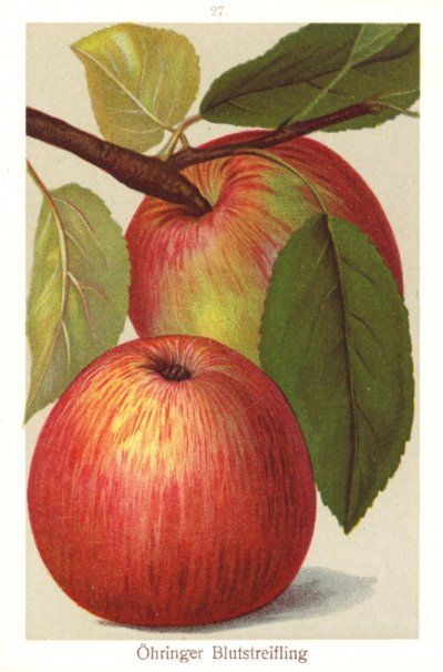 Malus 'Öhringer Blutstreifling'        CAC