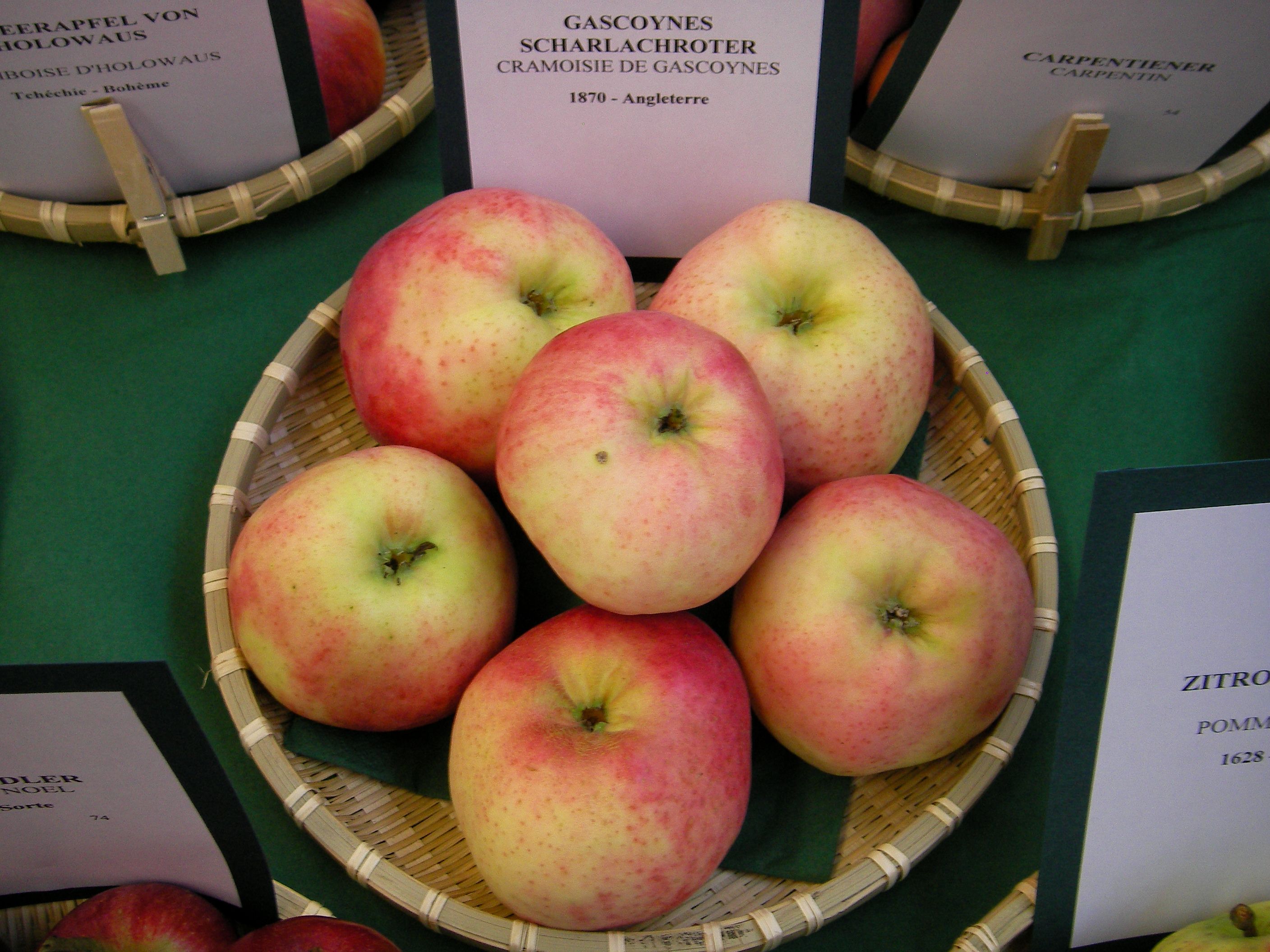 Malus 'Gascoynes Scharlachroter'       CAC