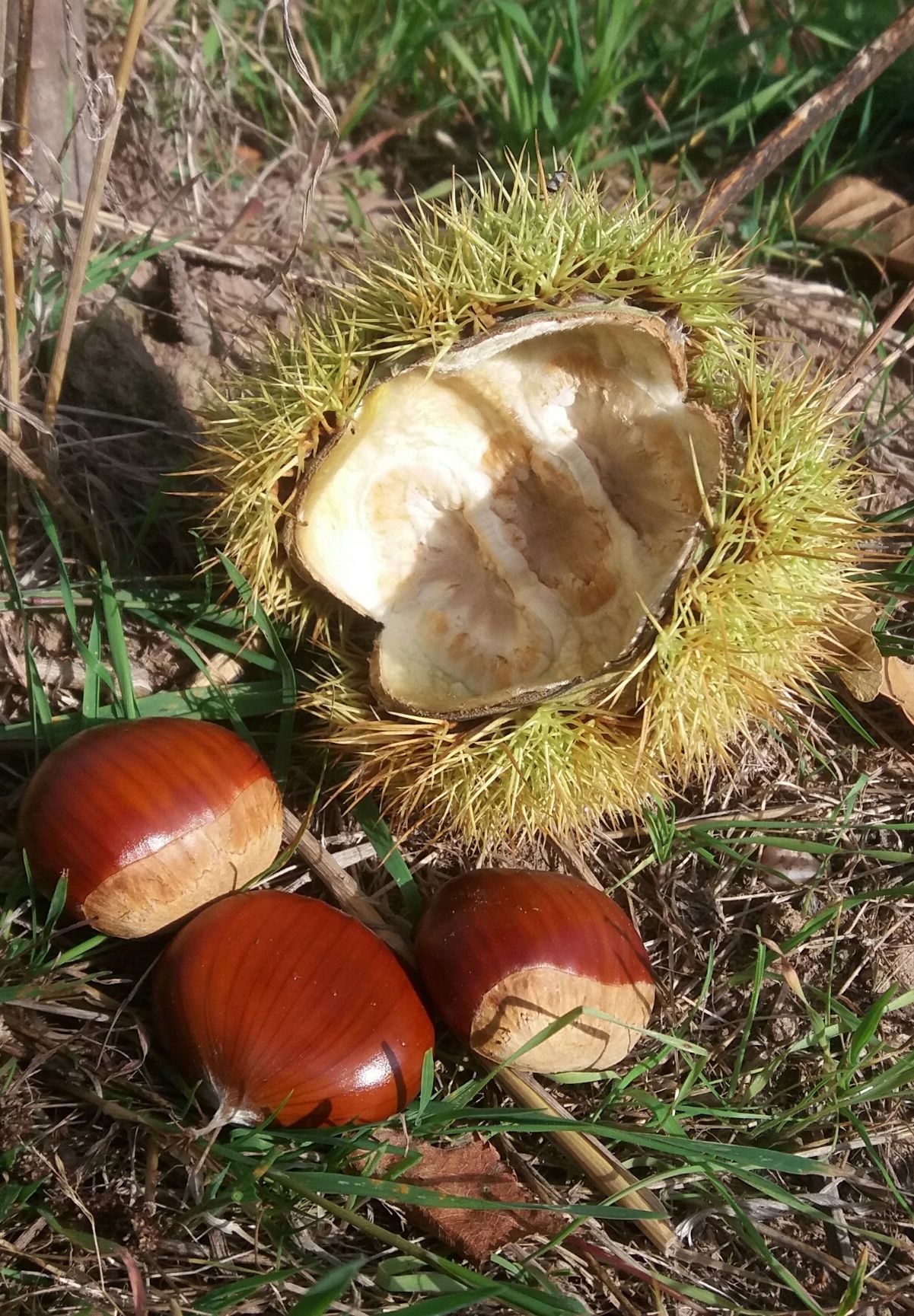 Castanea sativa 'Belle Epine'