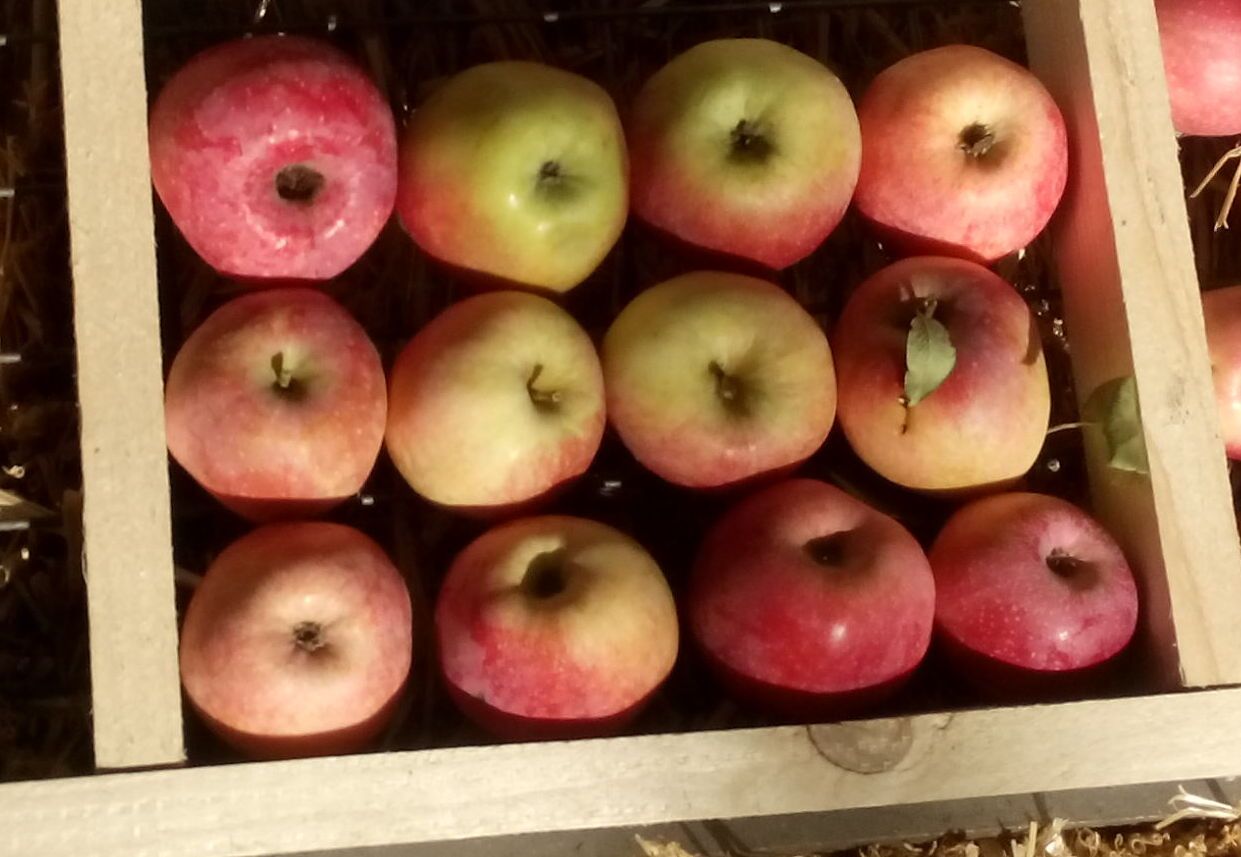 Malus 'Florina' (Syn. Querina)       CAC