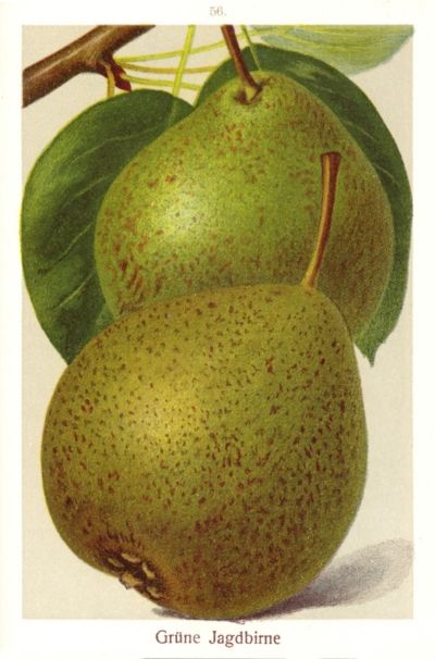 Pyrus com.'Grüne Jagdbirne'            CAC