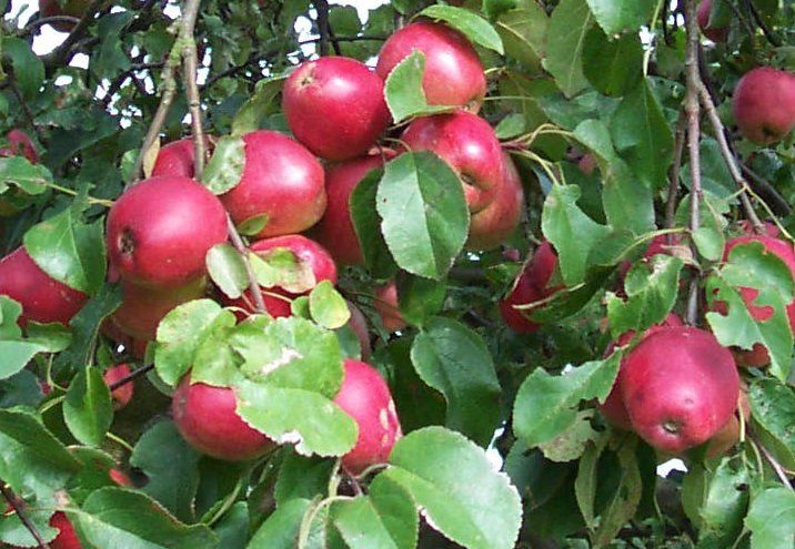 Malus 'Erbachhofer Weinapfel'          CAC