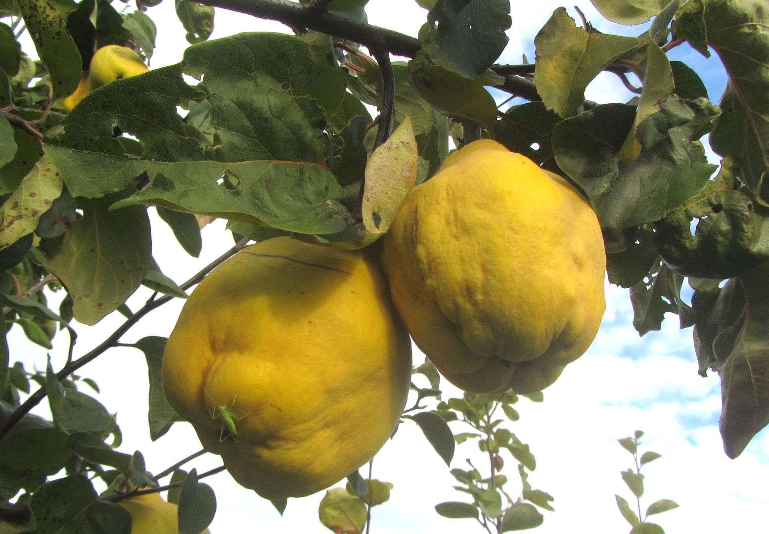 Cydonia 'Vranja'                       CAC