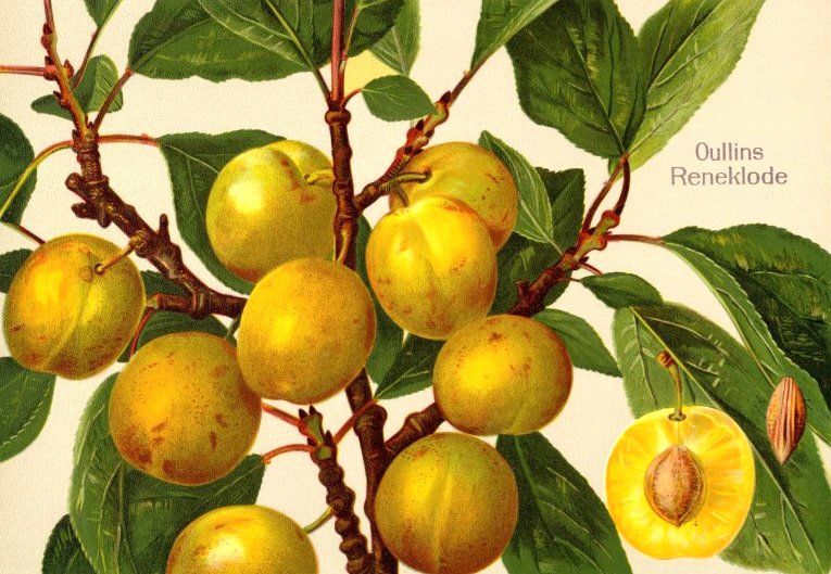 Prunus ital.'Oullins Reneklode'        CAC