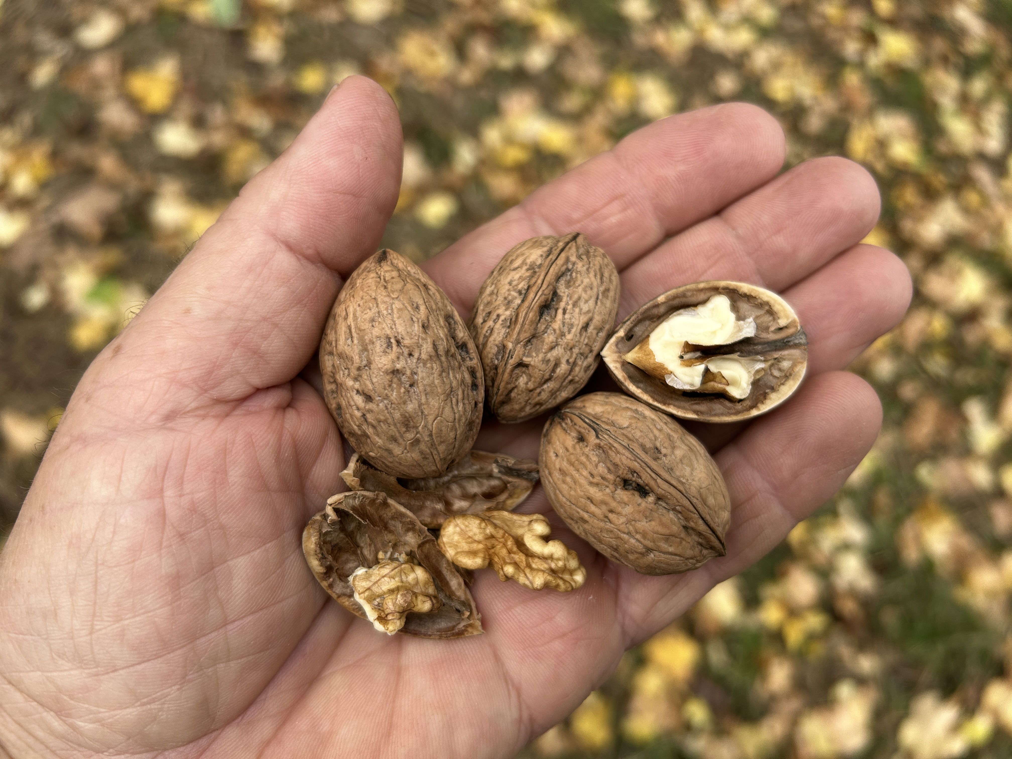 Juglans regia 'Broadview'              CAC