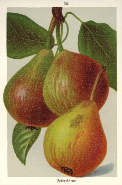 Pyrus com.'Petersbirne'                CAC