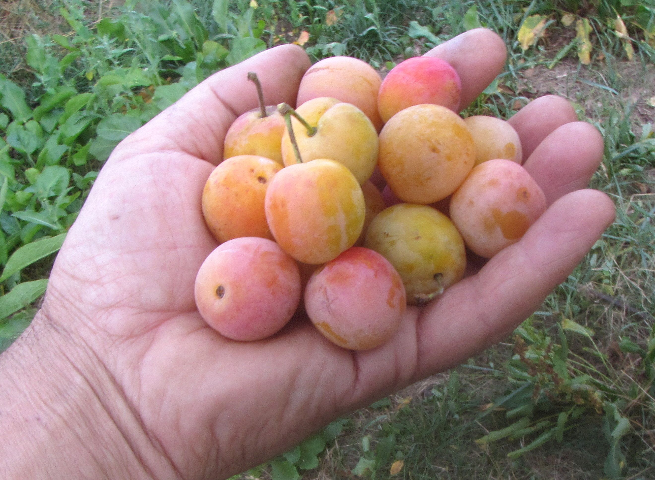 Prunus syr.'Flotows Mirabelle' *            CAC
