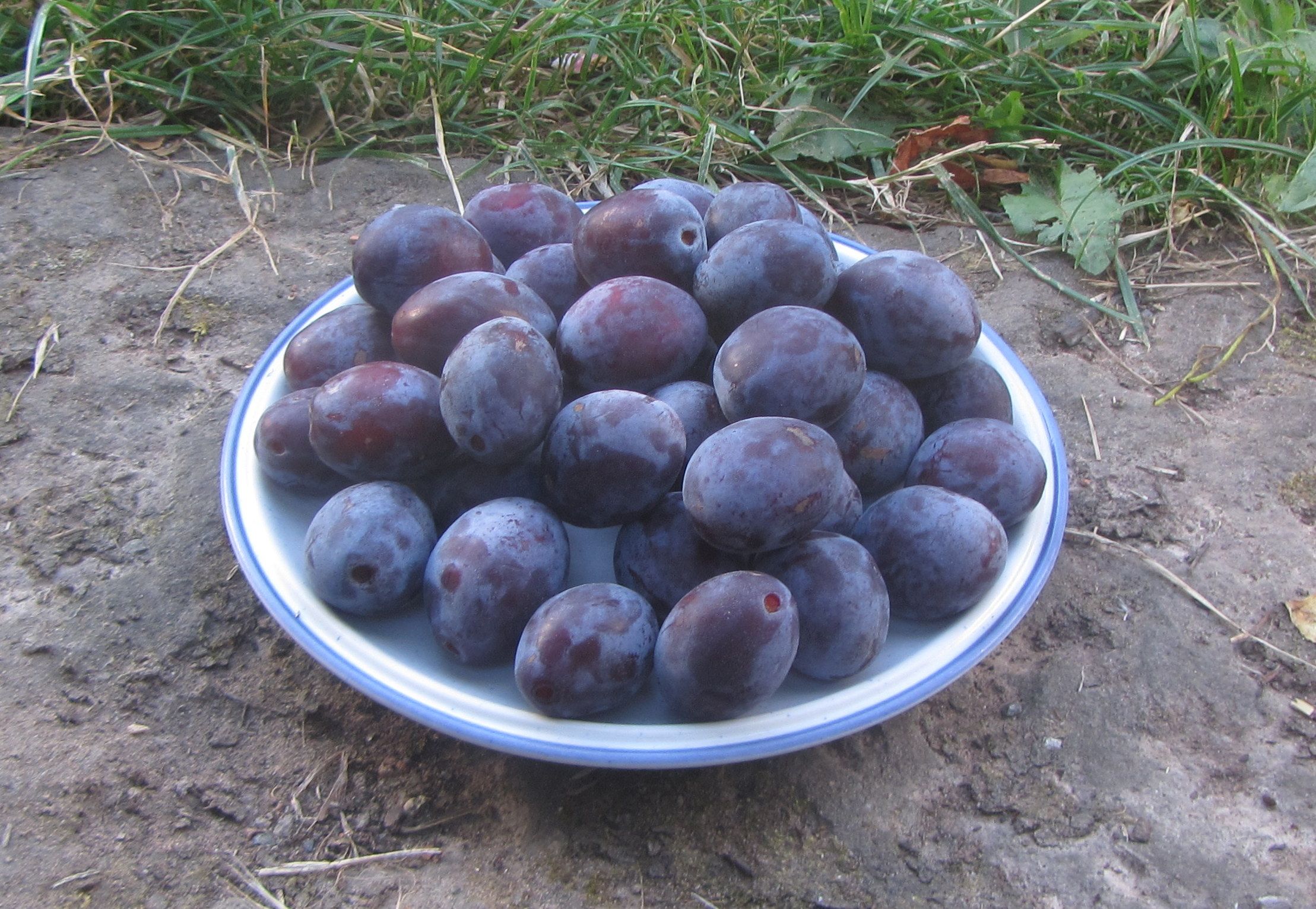 Prunus dom.'Katinka'  -S-              CAC