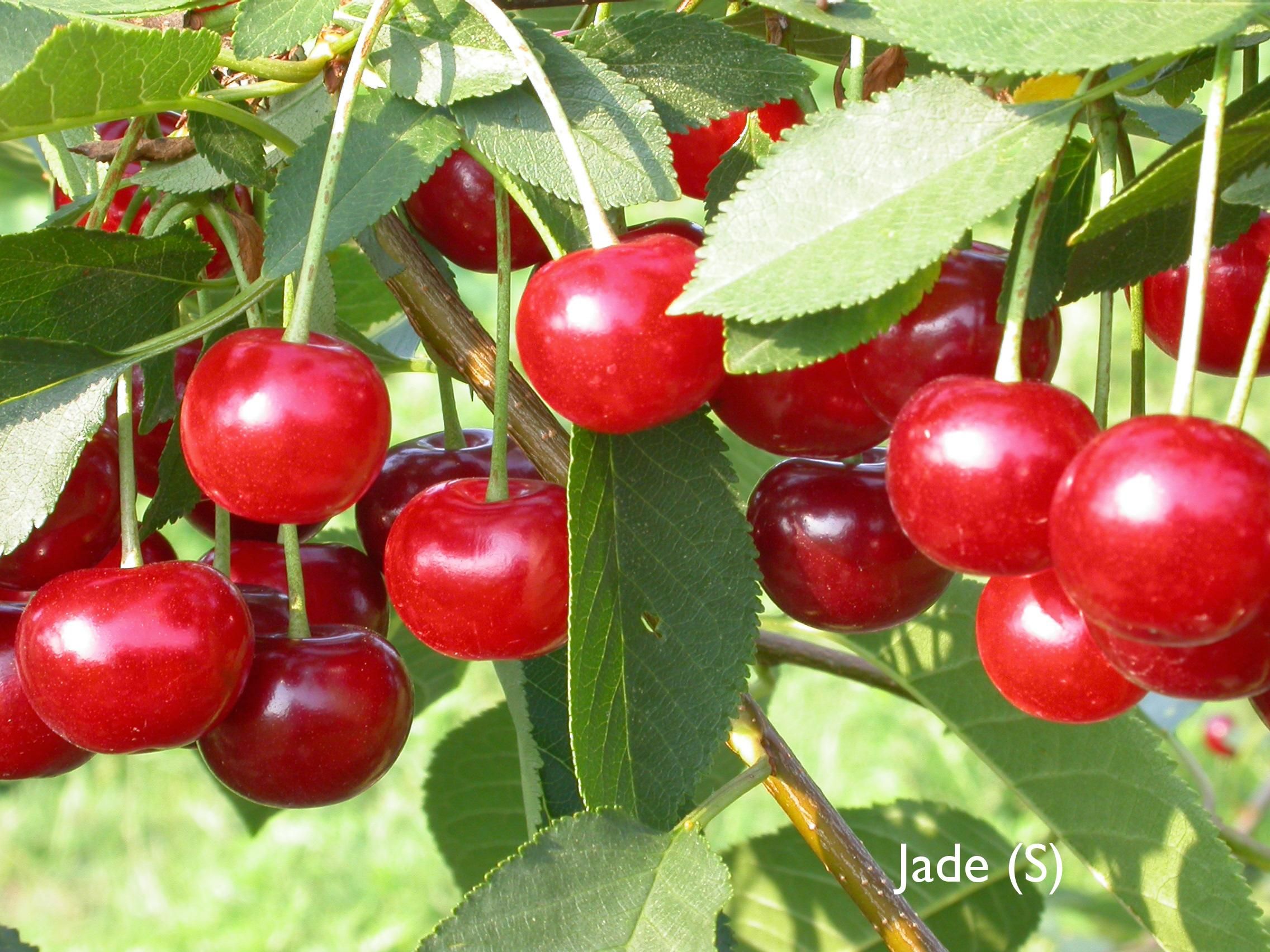 Prunus cer.'Safir'  -S-               CAC