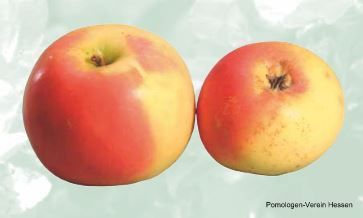 Malus 'Ditzels Rosenapfel'            CAC