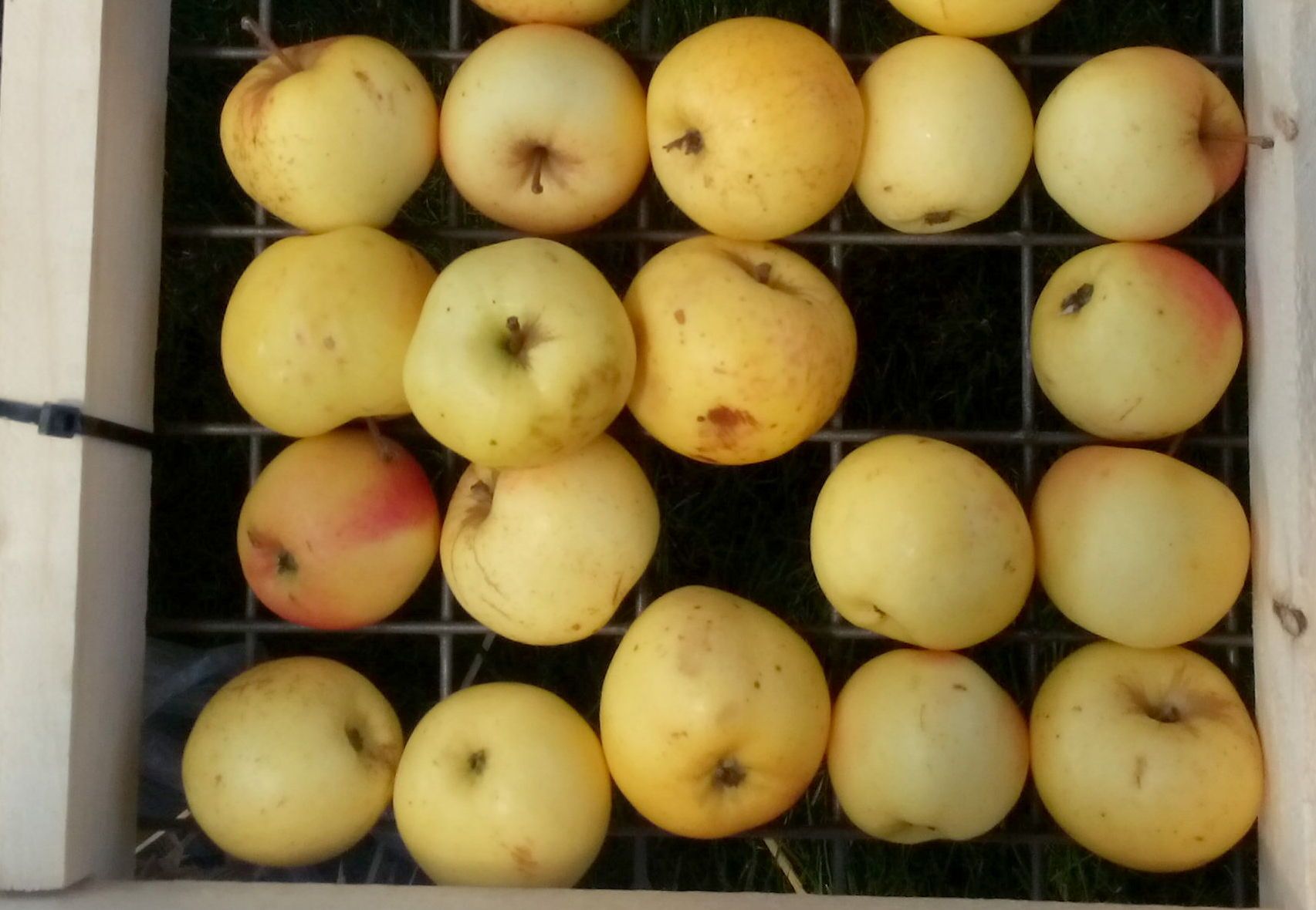 Malus 'Linsenhofer Renette'          CAC