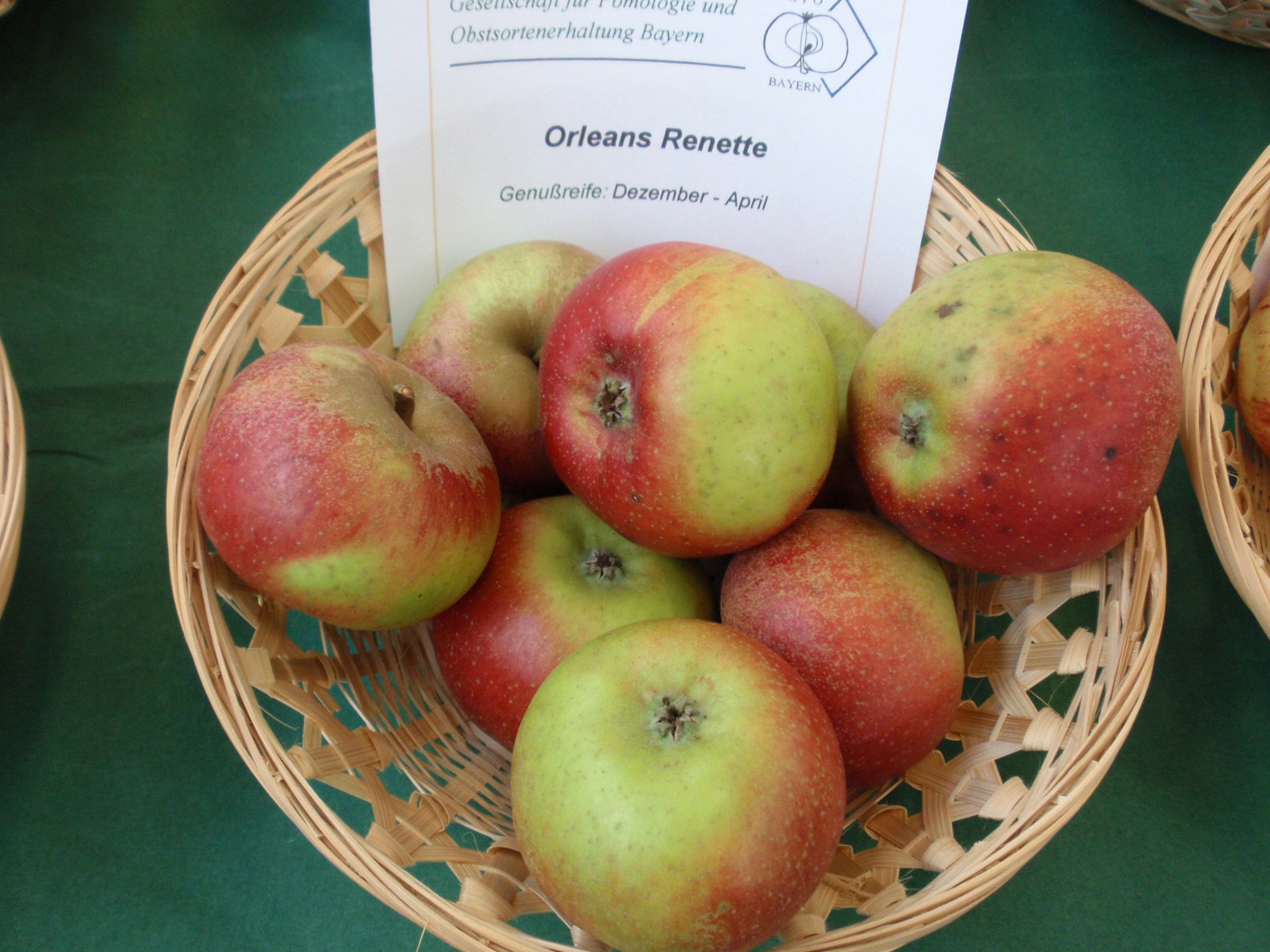 Malus 'Orleansrenette'                 CAC