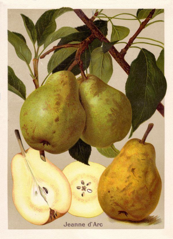 Pyrus com.'Jeanne d'Arc'               CAC