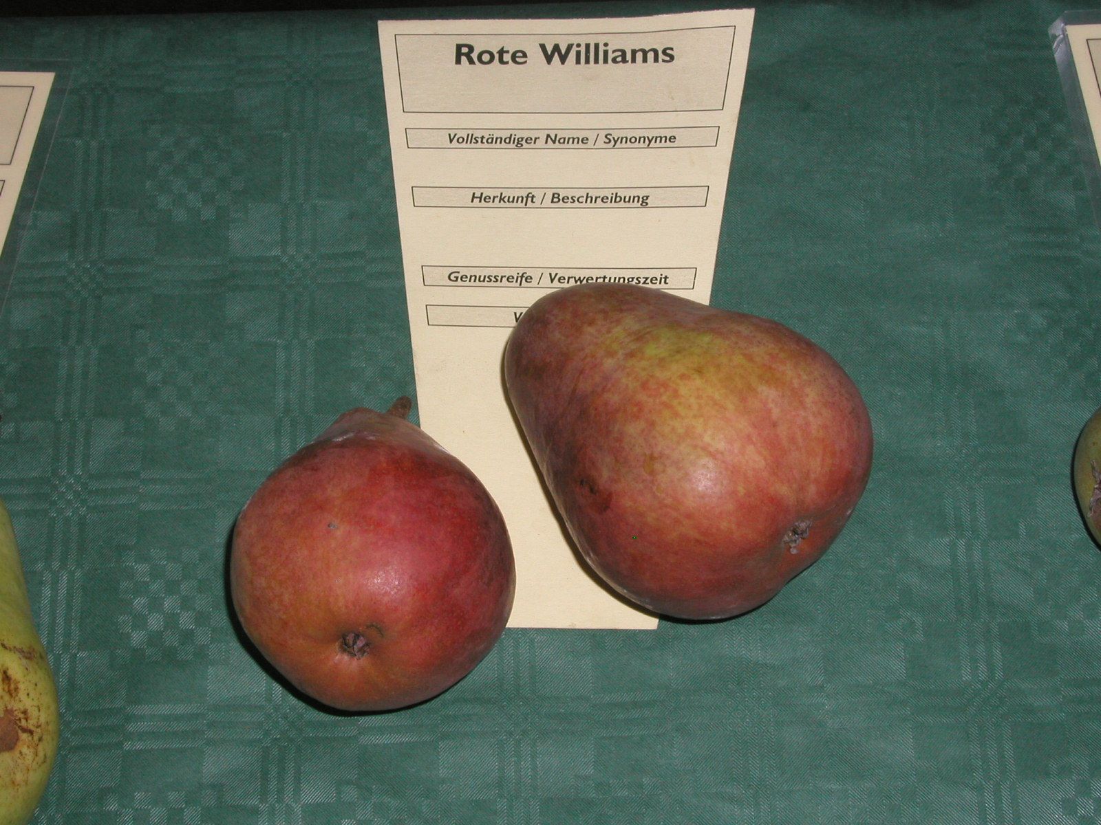 Pyrus com.'Rote Williams'       CAC