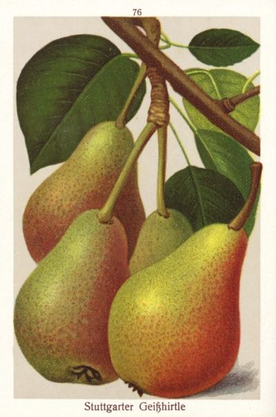 Pyrus com.'Stuttgarter Geißhirtle'      CAC