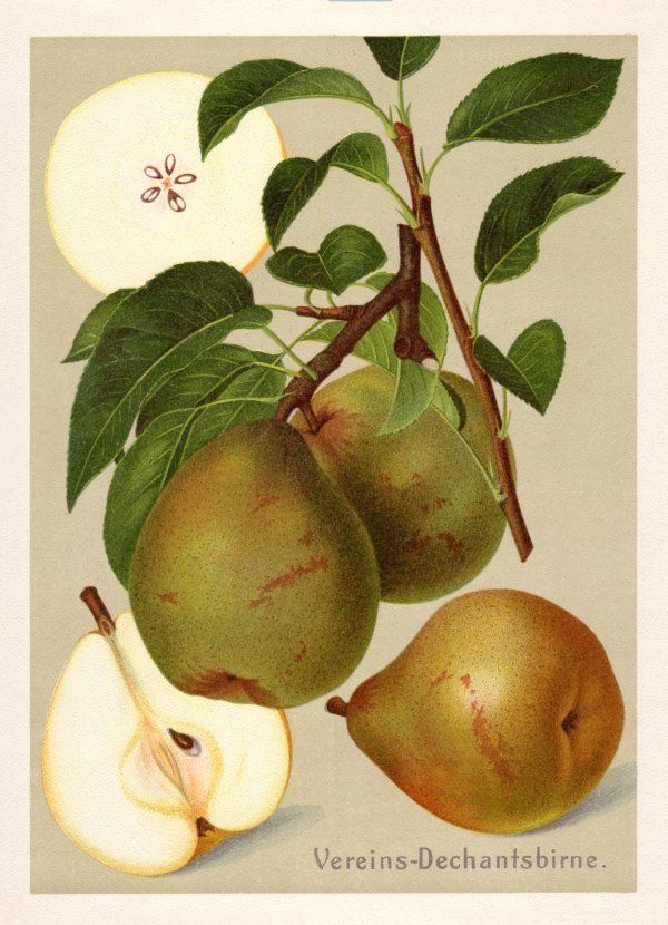 Pyrus com.'Vereins-Dechantsbirne'      CAC