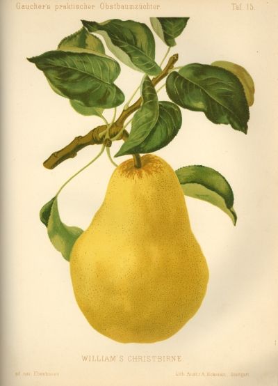 Pyrus com.'Williams Christbirne'       CAC